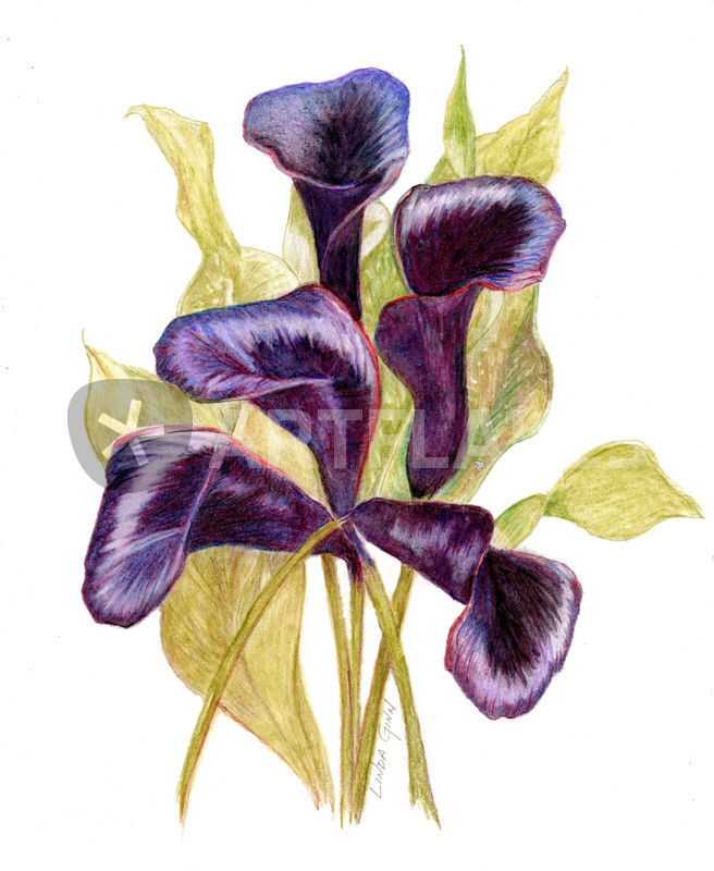 656x800 black forest calla lilies drawing art prints and posters - Lillies Drawing