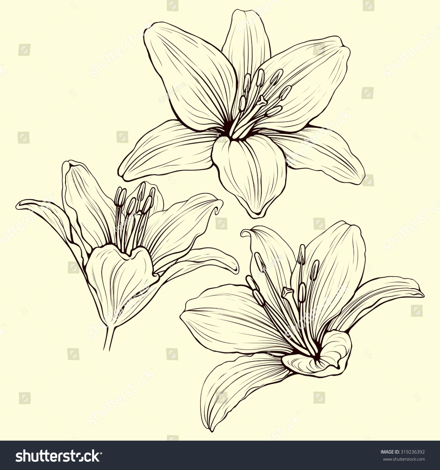 Скетчбук лилии