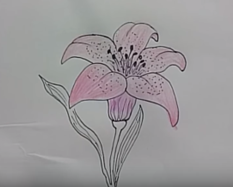 480x386 Flower Drawing Coloring Pages - Lily Drawing