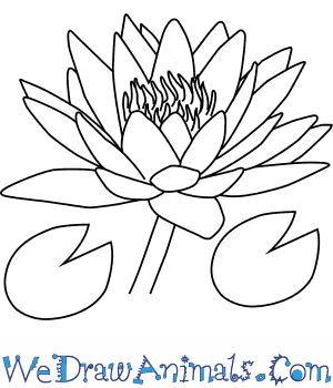 300x350 How To Draw A Water Lily Flower - Lily Drawing