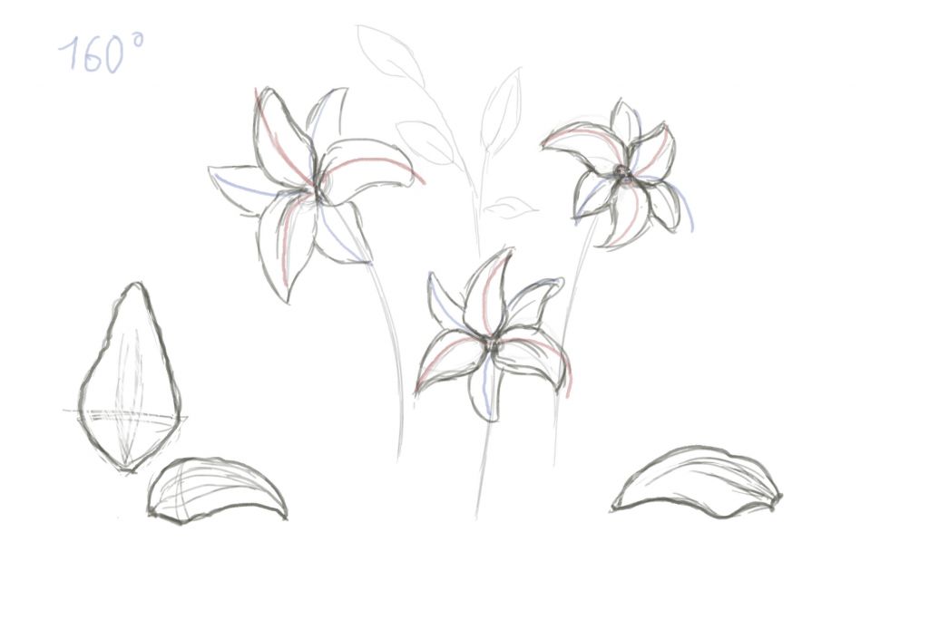 1024x683 How To Draw Lily Step - Lily Drawing