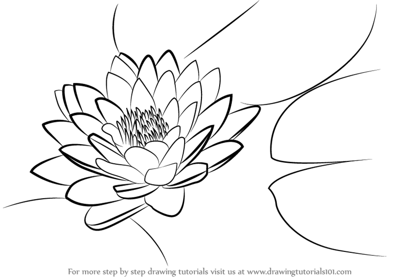 800x565 Learn How To Draw Lily Pad - Lily Drawing
