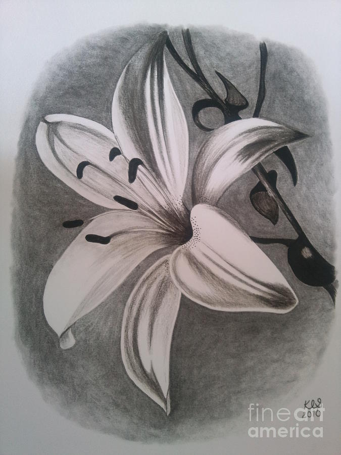 675x900 Lily Drawing - Lily Drawing