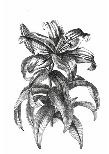 375x530 Lily Drawing - Lily Drawing