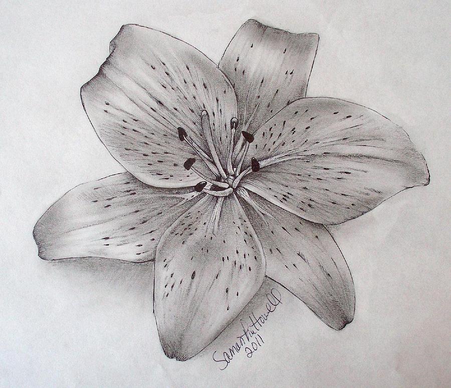 900x773 Tiger Lily Drawing - Lily Drawing