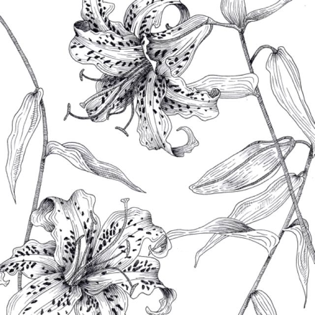 640x640 Tiger Lily Ink Drawing, Design Craft, Artworks On Carousell - Lily Drawing