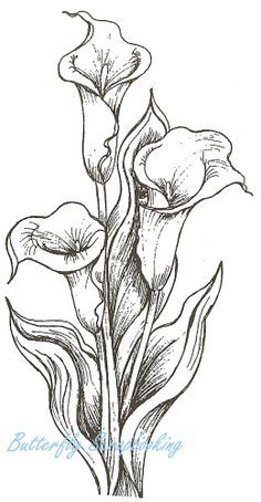 236x454 Calla Lilies Drawing Flowerart Water Ltbgtlilieslt - Lily Drawing