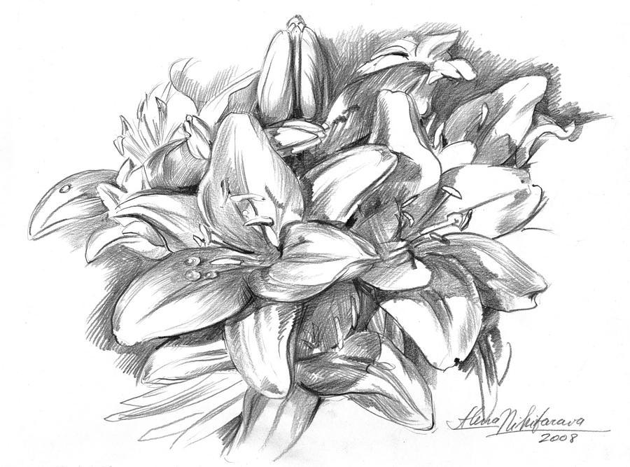 900x667 Conte Pencil Sketch Of Lilies Drawing - Lily Drawing