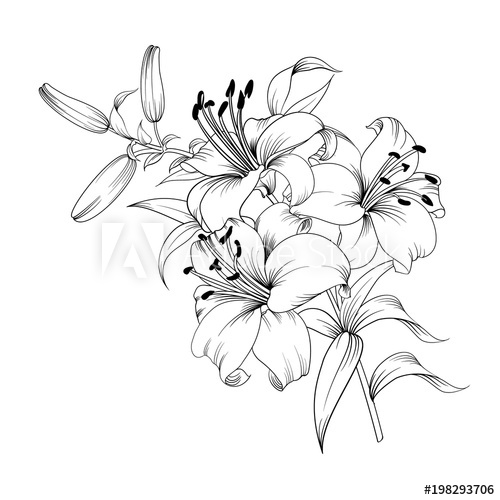 500x500 Contour Of Blooming Lily Isolated Over White Background White - Lily Drawing