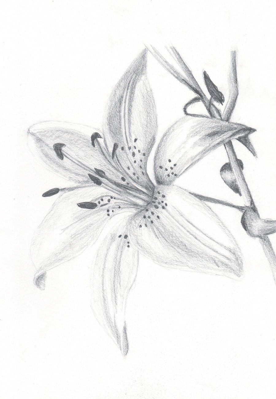 900x1302 drawing lily flowers and lily flowers drawings lily flower - Lily Drawing