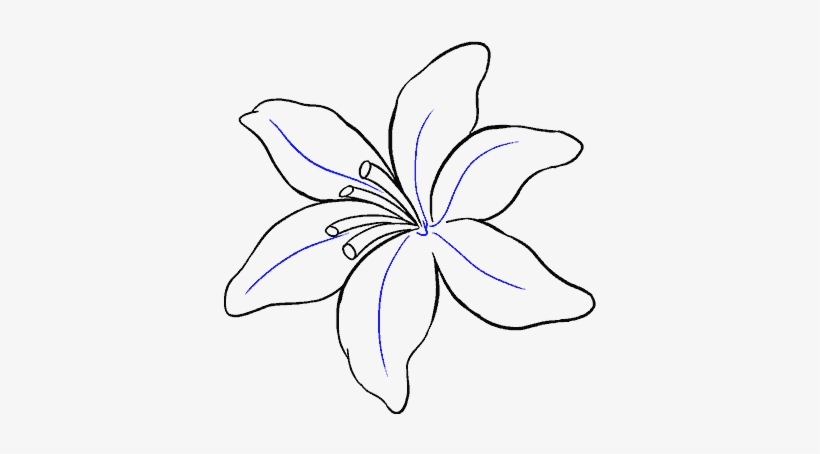 820x454 How To Draw Lily - Lily Drawing Images