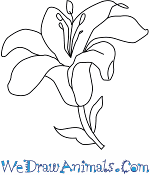 300x350 How To Draw A Lily Flower - Lily Drawing Images