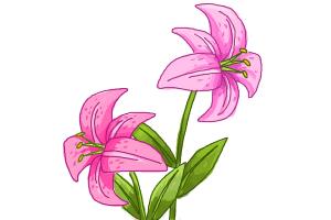 300x200 How To Draw A Stargazer Lily - Lily Drawing Images