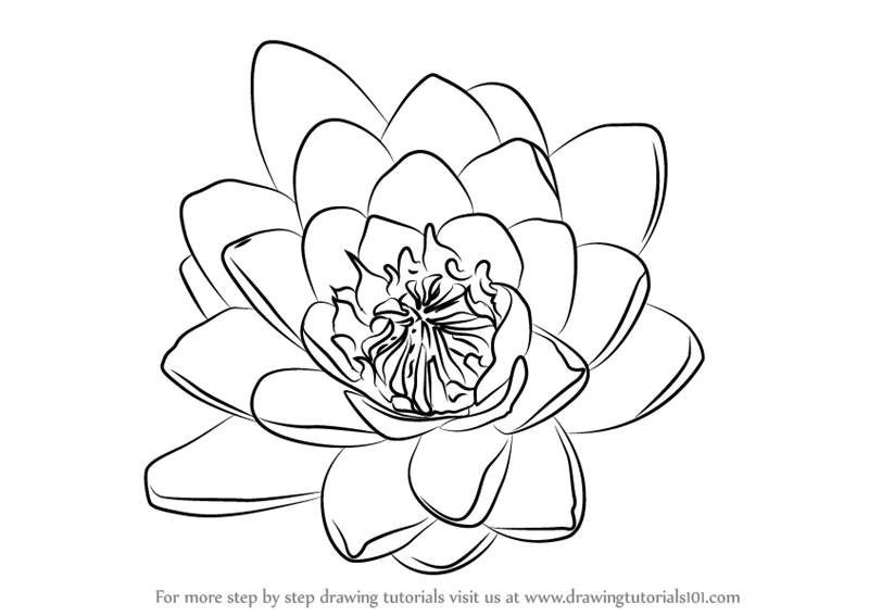 800x567 Learn How To Draw Water Lily Flower - Lily Drawing Images