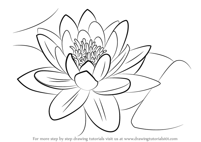 800x565 Learn How To Draw A Water Lily - Lily Drawing Images