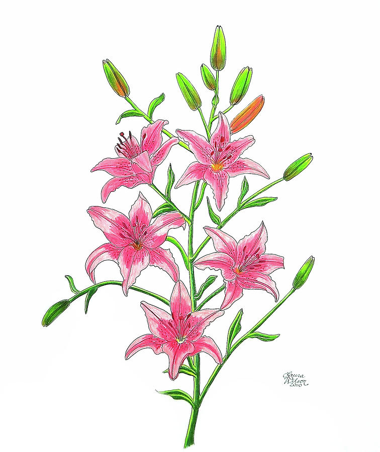 756x900 Light Pink Tiger Lily Drawing - Lily Drawing Images