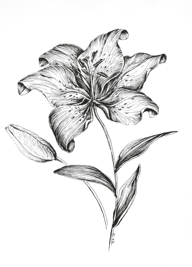 794x1106 Tiger Lily Drawing Flower Wall Art Flower Prints Pen And Etsy - Lily Drawing Images