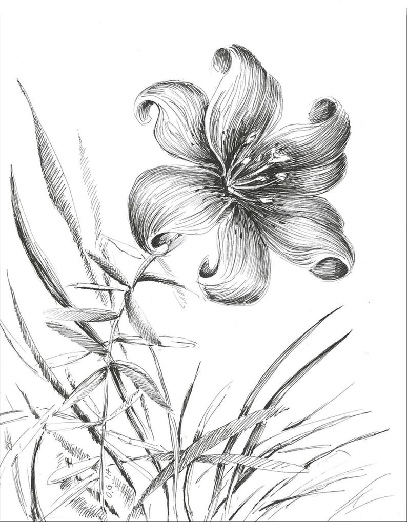 794x1019 Flower Prints Floral Artwork Tiger Lily Drawing Plant Etsy - Lily Drawing Images