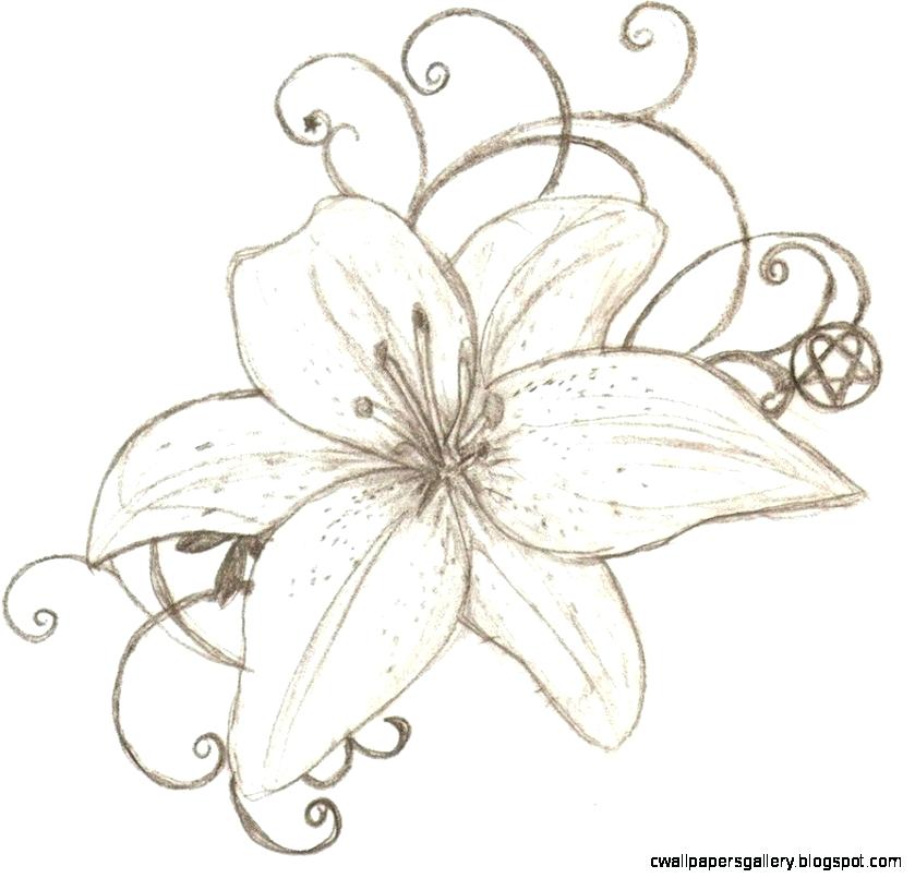 839x805 Gorgeous How To Draw Tiger Lilies A Lily Flower Drawing Wallpapers - Lily Flower Drawing