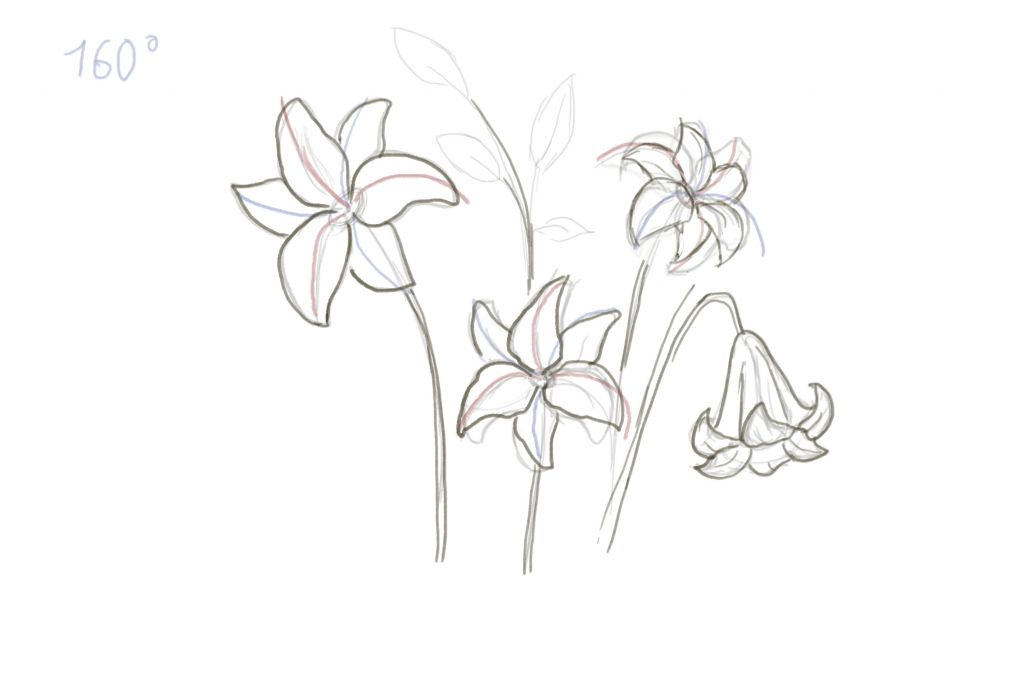 1024x683 How To Draw Lily Step - Lily Flower Drawing