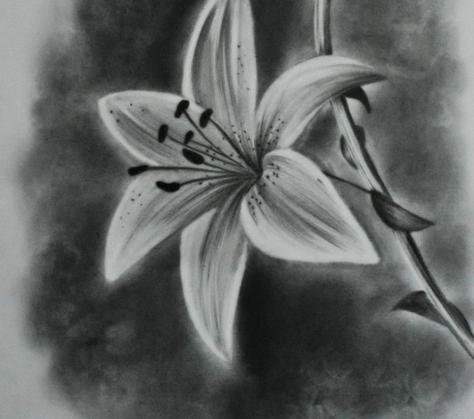 Lily Flower Drawing at PaintingValley.com | Explore collection of Lily ...