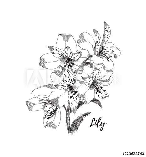 467x500 Lily Flower Drawing Black And White Line Art Vector Illustration - Lily Flower Drawing
