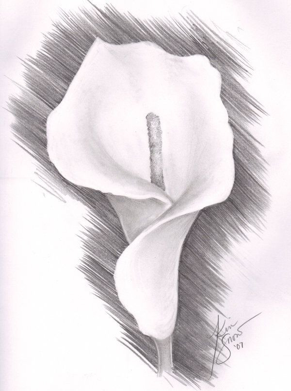 600x805 sketch easy lily drawing fresh lily flower drawing pictures - Lily Flower Drawing