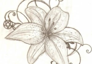 300x210 sketch of a lily flower easy drawing of lily flower draw a lily - Lily Flower Drawing