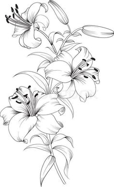 236x385 Lily Flowers Drawings Flowers - Lily Flower Drawing