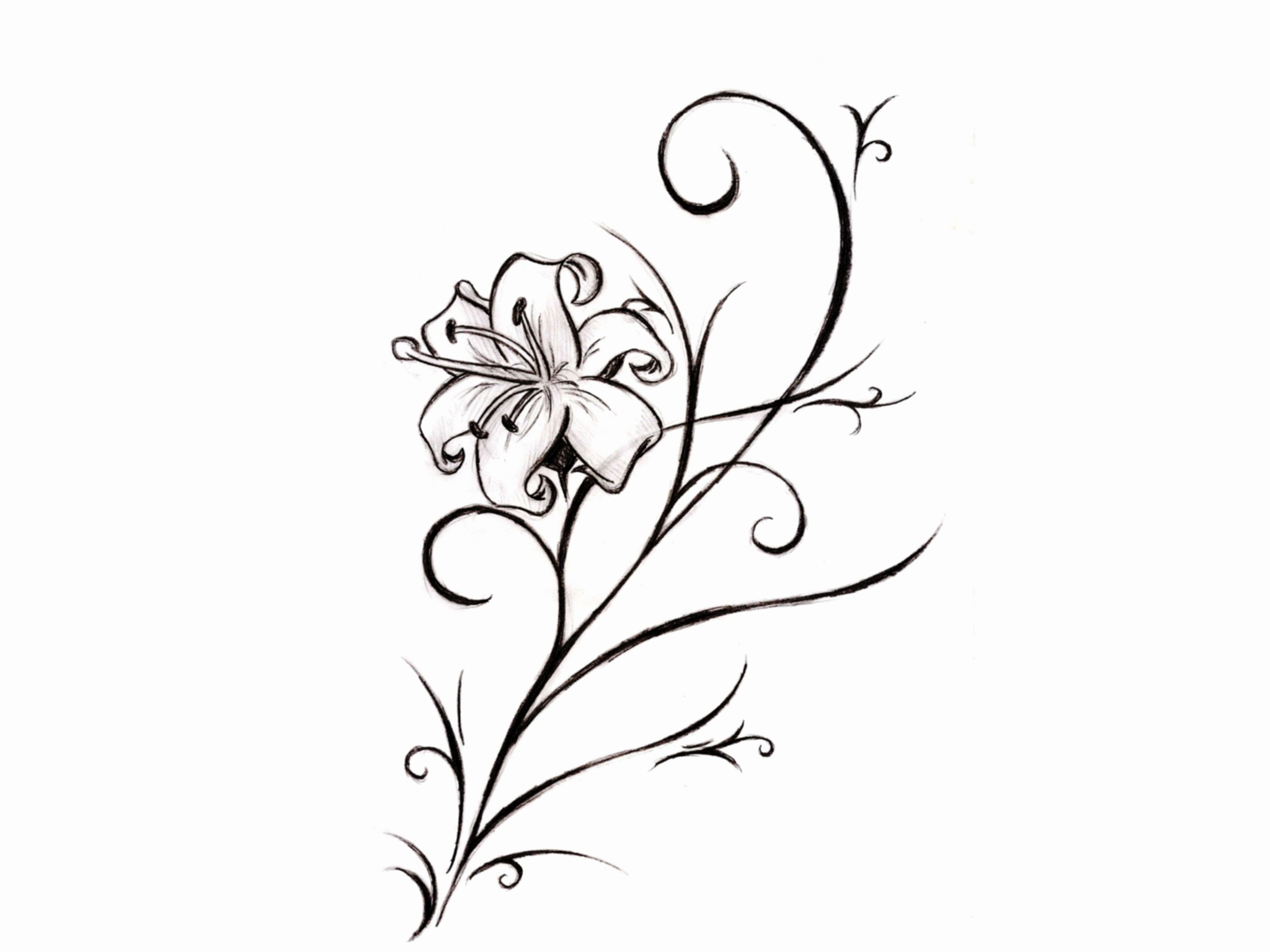 2048x1536 flower drawing lily elegant lily flower tattoo drawing tattoo - Lily Flower Drawing