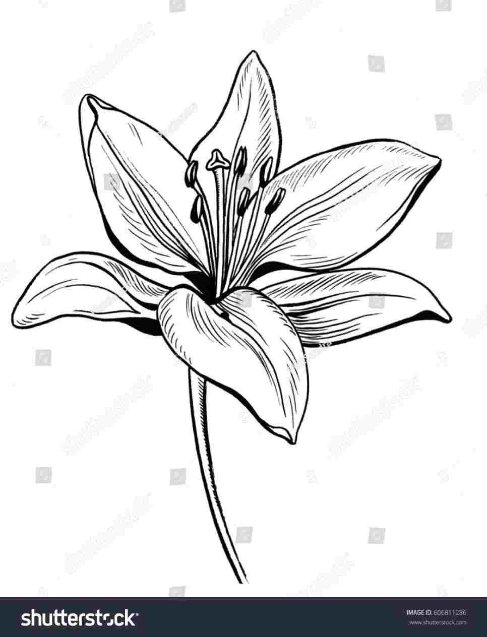 966x1264 Flower Drawing Lily - Lily Flower Drawing Pictures