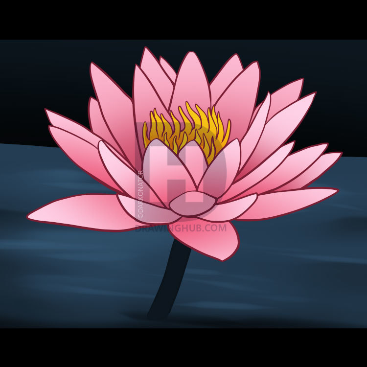 750x750 How To Draw A Water Lily, Step - Lily Flower Drawing Pictures