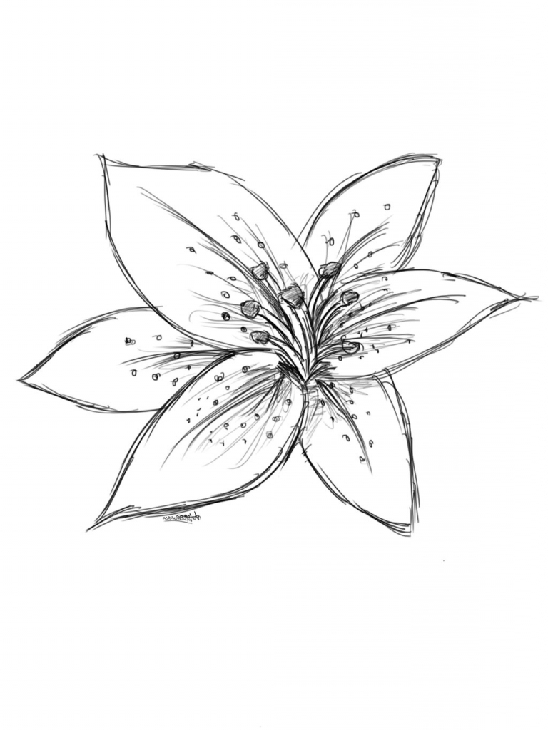768x1024 lilies flowers drawing lilies flowers drawing lily drawing - Lily Flower Drawing Pictures