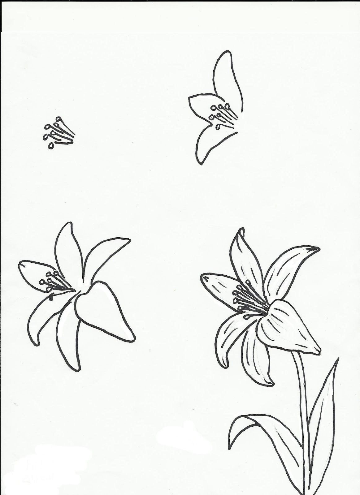 1163x1600 Pictures Of Lily Flower Drawing - Lily Flower Drawing Pictures