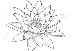 300x210 water lily flower drawing water lily stock vector atthameeni - Lily Flower Drawing Pictures