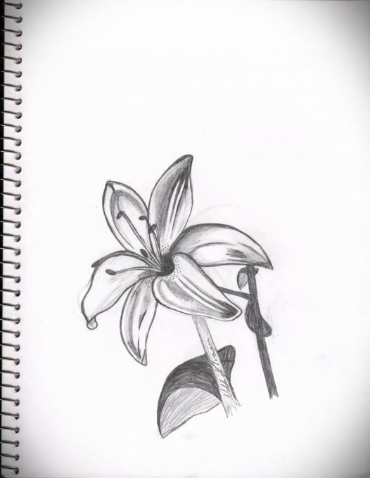 526x680 Lily Flowers Drawings Pictures Drawings Ideas For Kids Easy - Lily Flower Drawing Pictures