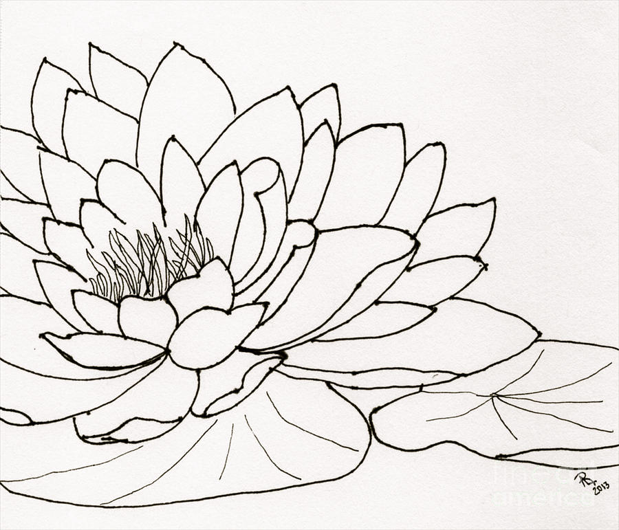 Lily Flower Line Drawing