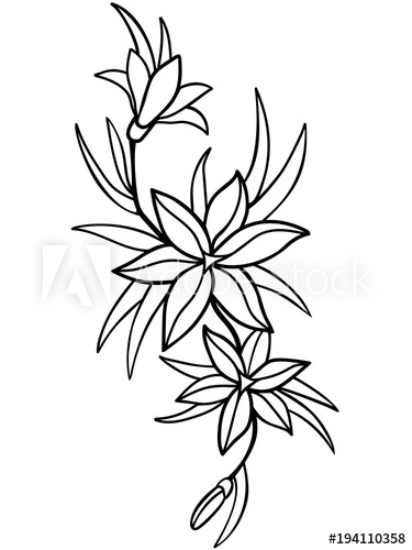 375x500 Lilies, Flowers With Leaves Line Drawing For Coloring - Lily Flower Line Drawing