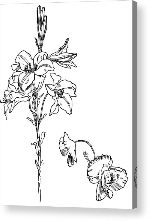 497x740 Lily And Poppy Flower Line Drawing Acrylic Print - Lily Flower Line Drawing