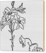 163x186 Lily And Poppy Flower Line Drawing Art Print - Lily Flower Line Drawing