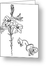 155x226 Lily And Poppy Flower Line Drawing Wood Print - Lily Flower Line Drawing