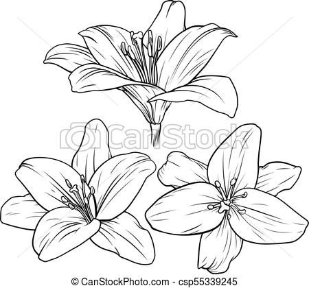 450x420 lily flower illustration lily flower illustration in vintage - Lily Flower Line Drawing