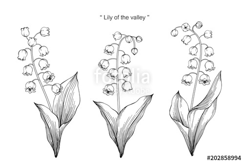 Lily Flower Line Drawing at PaintingValley.com | Explore collection of ...