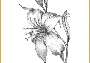300x210 sketch of a lily flower lily flower line drawing at getdrawings - Lily Flower Line Drawing