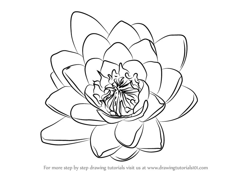 800x567 Water Lily Drawing Step - Lily Flower Line Drawing