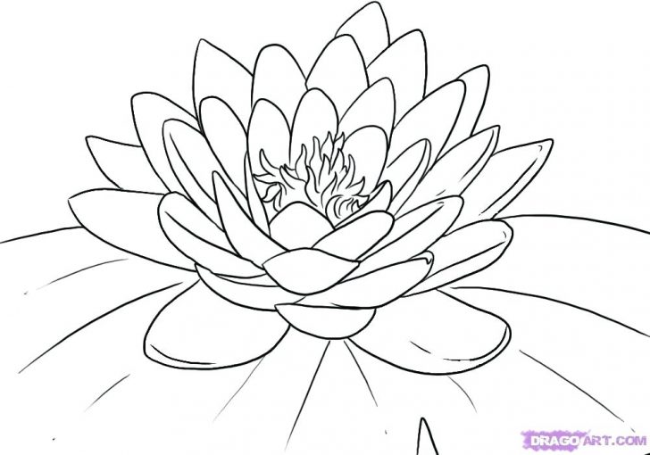 728x510 Coloring Pages For Kids Free Online Disney Halloween Scary Lily - Lily Flower Line Drawing