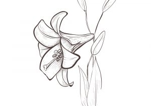 300x210 drawing of a lily lily flower line drawing at getdrawings free - Lily Flower Line Drawing