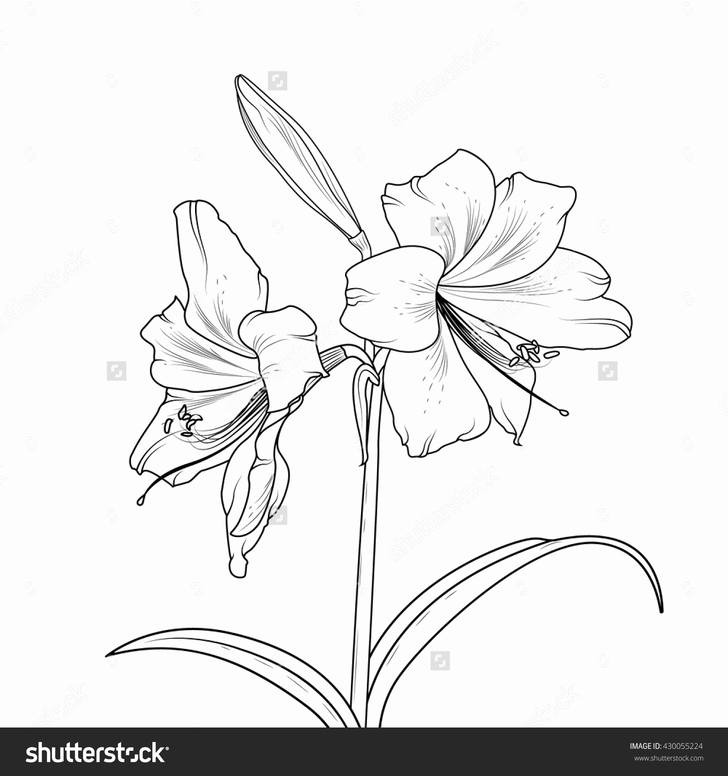 1500x1600 flower drawing lily elegant lily flower tattoo drawing tattoo - Lily Flower Tattoo Drawing