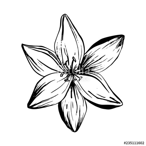 500x500 Hand Drawn Lilies Flowers Isolated On A White Background Lily - Lily Flower Tattoo Drawing