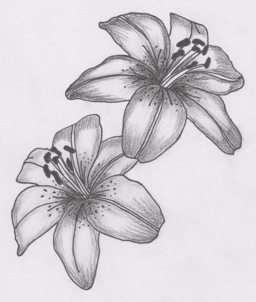 823x970 Lily Drawing Free Download - Lily Flower Tattoo Drawing
